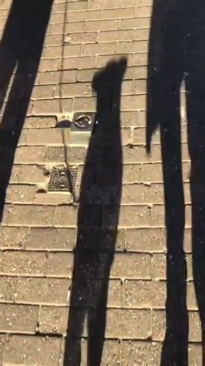 wiggly ears walk 🥹