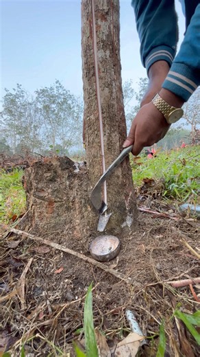 Search For Natural Sap #rubberwood #oddlysatisfying #sapharvesting #rubbertapping