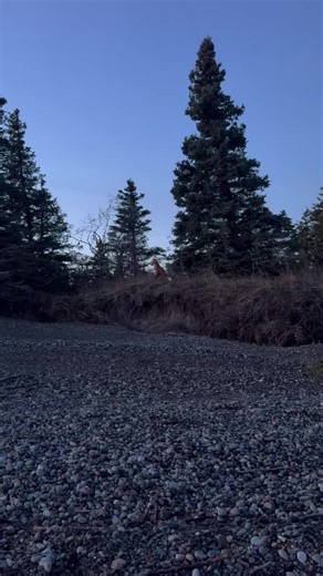 Late night fishing friends! #redfox #alaska #wildlife #fyp #photography