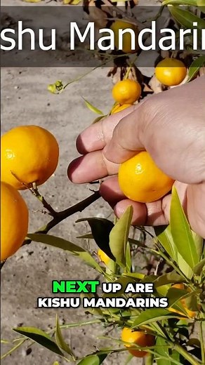 Kishu Mandarins vs Washington Navel Oranges 🍊 | Best Citrus to Grow?