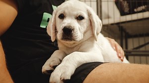 151K views · 18K reactions | 6 Therapy Dog Cuddle With Me! | Life With Labradors | Facebook