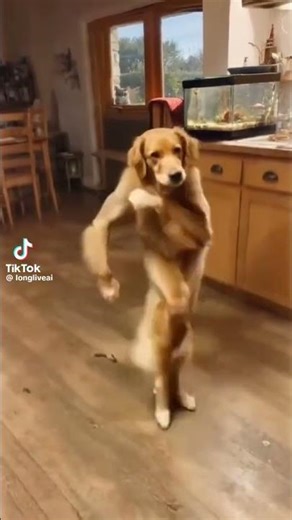 Dancing dog #cat #roblox #music #puppy #anmals
