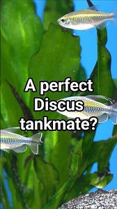 One of the Best Tank Mates for Discus Fish