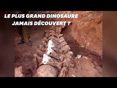 En Argentine, le squelette d'un immense dinosaure découvert