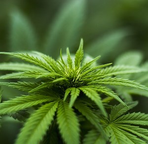 The Potential Anti-cancer Effects of Cannabinoids | Cannabis Sciences