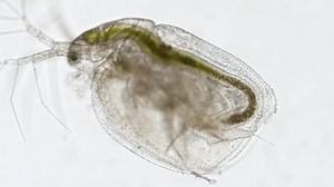 Living Water Flea Daphnia Under Microscope Stock Footage Video (100% Royalty-free) 3450488767 | Shutterstock