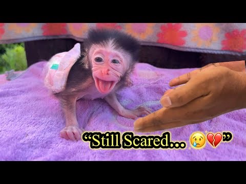 “Day 3: Heartbreaking Struggle of an Orphan Baby Monkey Missing His Mom 💔🐒”