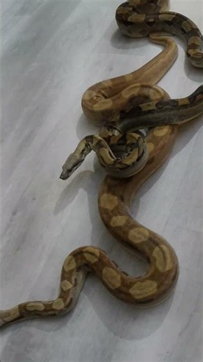 3 Boas, 1 Floor 🐍🔥 #exoticpets #snake #reptiles #boaconstrictor