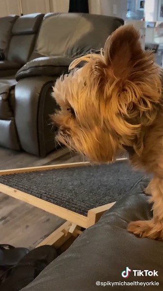 Cujo Dog Breed in the Movie - Yorkshire Terrier