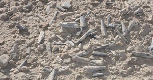 Prehistoric eggs help reveal early life of flying reptiles