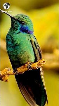 Hummingbirds – Incredible Facts You Might Not Believe | #WildWorld #yourplanet #wildlife