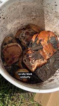 The easiest way to grow black solider fly larva for chickens