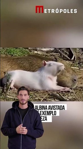 Capivara Albina – A “Capivara de Leite”!