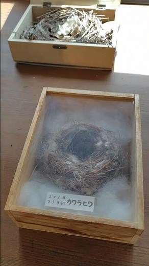葛西臨海公園の鳥類園ウォッチングセンターで展示されてたいろいろな鳥の巣