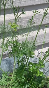 4.1K views · 293 reactions | BLACKTAIL SWALLOWTAIL BUTTERFLY This is...