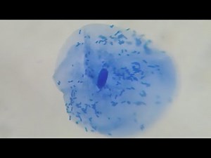 Observation microscopique de cellules buccales