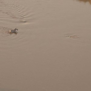 8.7M views · 16K reactions | Two hungry lions meet a zebra after it escapes croc-infested waters. #safariLIVE | National Geographic Animals | Facebook