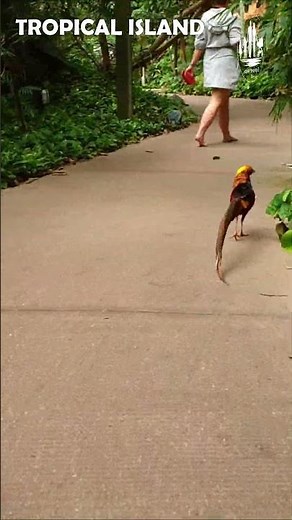 Tropical Island Berlin & Tropical Rainforest Walk Through ► worlds Largest Indoor Park #shorts