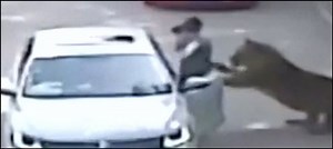 Woman mauled by tiger to sue Beijing wildlife park