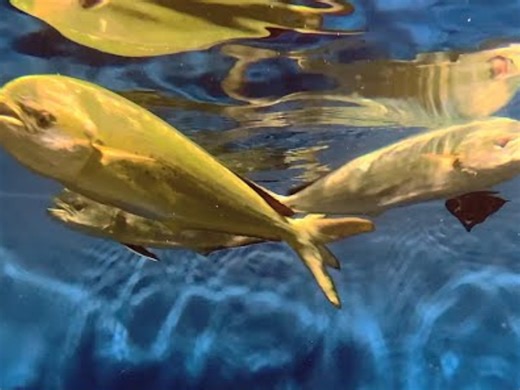 [转载]鲯鳅 Coryphaena hippurus
