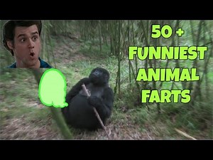 Funniest Animal farts 2 🦍💨50 + FARTS