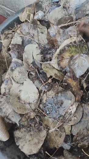 How to make compost fast #garden #shorts #compost