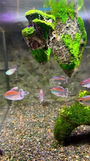 Congo Tetra – The Shimmering Jewel of Africa 🌍✨| TANKED IND | @tanked_ind