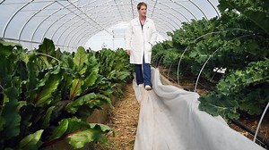 Year-round greenhouse farm serving fresh produce on the UPMC Memorial Hospital campus