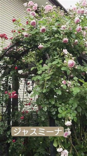 #ジャスミーナ #つるバラ #春バラ #病気に強いバラ #無農薬でも育つバラ #春庭 #springgarden