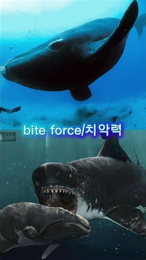 megalodon vs right whale 메갈로돈 vs 긴수염고래 #megalodon #rightwhale