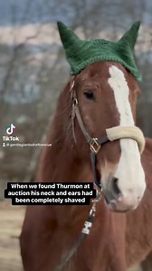Thurmon got his special ear warmer today!! #knitting #rescue #horses #sweet #matching #gentlegiants | Gentle Giants Draft Horse Rescue