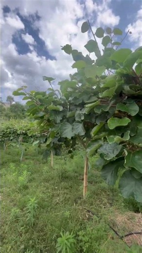 Shower ready 🌿⛈️ #satifarms #clouds