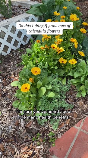 Calendula Planting Benefits and Medicinal Uses