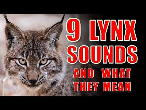9 Lynx Sounds Explained: What Their Purrs and Screams Mean