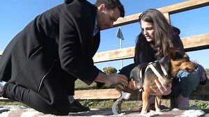14K views · 199 reactions | Polish veterinary student Maciej Szczepanski is using his entire university scholarship to develop a way to print 3D, individually-fitted prostheses for lame dogs. His first patient is four-year-old Sonia, who was disabled in an accident at just eight months old. | CGTN | Facebook