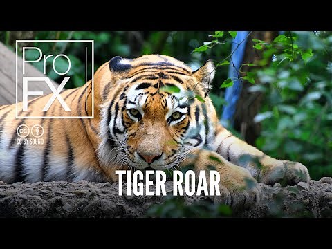 Tiger roar and growl sound effect | ProFX (Sound, Sound Effects, Free Sound Effects)