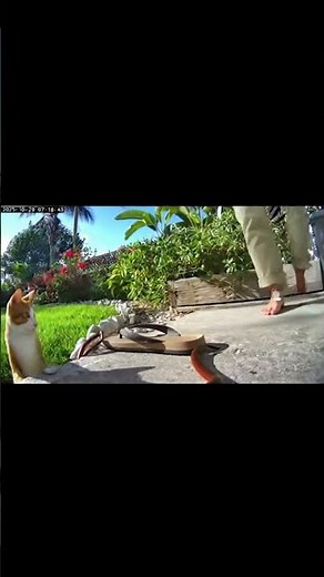 Giant Centipede Climbs Sandal - Cat's Quick Swat Prevents Painful Bite