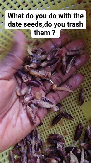 10 comments | Do you trash your date seeds? I make coffee with mine  Here are 3 benefits of date seeds: Rich in antioxidants – helps fight inflammation and protects cells from damage. Supports digestion – date seed powder contains fiber that aids bowel movement. Good for skin and hair , the oil is packed with vitamins and fatty acids that improve skin elasticity and strengthen hair. #dateseedcoffee .#dates | Lilian Johnson Maduabuchi | Facebook