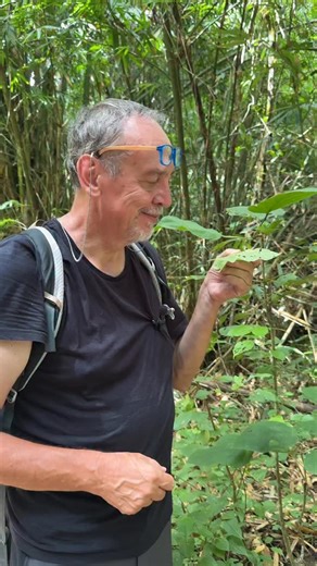 @esapolis on Instagram: "Questa non è una formica qualunque: è una formica “zombie”. È stata infettata da un fungo del genere Ophiocordyceps, un parassita straordinario capace di controllare il comportamento dell’ospite. Il fungo induce la formica ad arrampicarsi e a fissarsi alla vegetazione in un punto preciso; lì l’insetto muore e dal suo corpo il fungo cresce e rilascia nuove spore, pronte a infettare altre formiche. Un esempio impressionante – e un po’ inquietante – di come la natura possa 