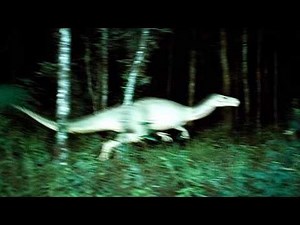 Disturbing Creatures and Mysteries Caught on Trail Cameras in the Woods