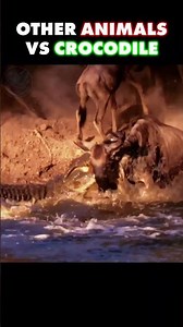 Other Animals vs THIS Zebra Insane Crocodile Encounter! 🤯