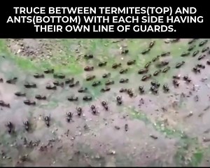 65K views · 1.4K reactions | Truce between termites(top) and ants(bottom) with each side having their own line of guards. | Our Blue Planet | Facebook