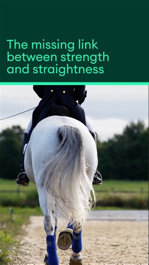 Equestic SaddleClip on Instagram: "Your horse can build muscle, stamina, and impulsion but if they’re not using both sides of their body evenly, they’re just getting better at being crooked. Every horse has a “strong” and a “weaker” side. One hind leg that pushes harder. One direction that feels easier to bend. Left unchecked, that natural asymmetry grows with training creating tension, loss of rhythm, and uneven muscle development. Straightness isn’t about rigidity it’s about symmetry in motion
