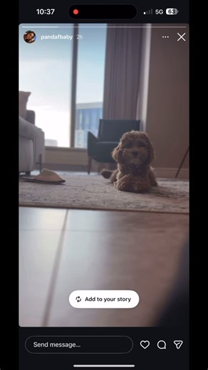 Dylan Bowin on Instagram: "“Are your puppies easily trainable and smart?” Hmmm…..I’m not sure, just ask @pandafbaby and @jesseblacker 🥰🥰🥰🥰🥰"