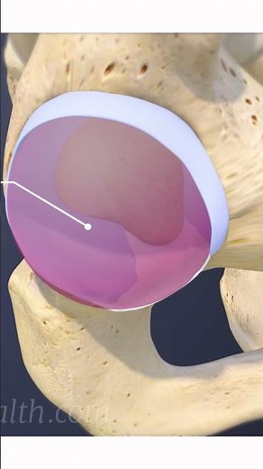 What Makes Up the Ball and Socket Joint of the Hip?