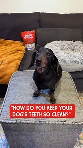3.5K views · 47 reactions | 醴 "How do you keep your dog’s teeth so clean?" With regular tooth brushing and Dental Delights! ✨ Our Dental Delights are made with cage-free freeze-dried chicken, parsley flakes & peppermint oil, making daily teeth cleaning fun, healthy and delicious! They’re the perfect complement to brushing.  And for a limited time, buy one, get one FREE!  https://bit.ly/4jNzpmN | Stella & Chewy's | Facebook