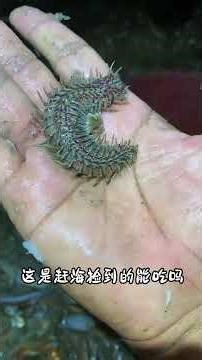 10 Mysterious Sea Creatures Discovered at the Beach