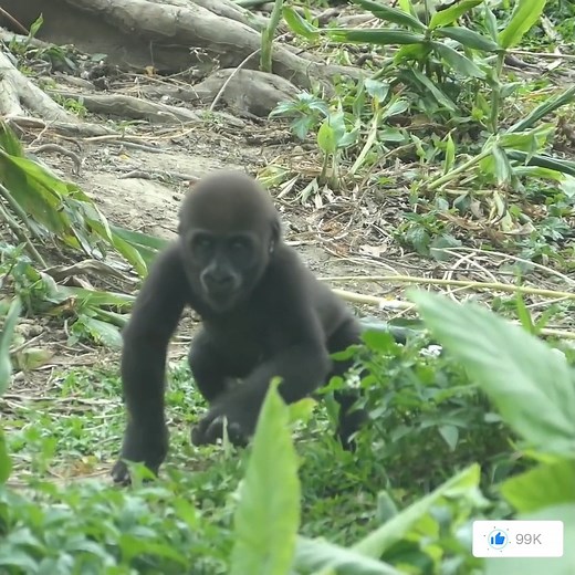 5.2K views · 66 reactions | Cute baby gorilla ❤轢#gorillalove #gorillas #gorilla #wildlife #animals #monkey #nature #gorillaz #monkeys #wildlifephotography #gorillalove #gta #africa #chimpanzee #ape #primates #uganda #zoo #animal #silverback #gorillalove #pittstate #psu #mountaingorillas | Gorilla love | Facebook
