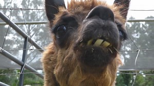 Alpacas are known for spitting and kicking, but they offer many resources