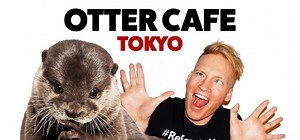Otter Cafe In Tokyo At Harry Zoo Harajuku